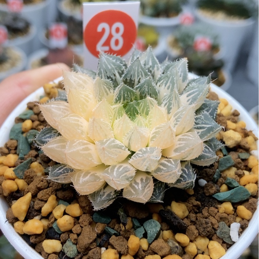 【闪购商品】28楼兰锦