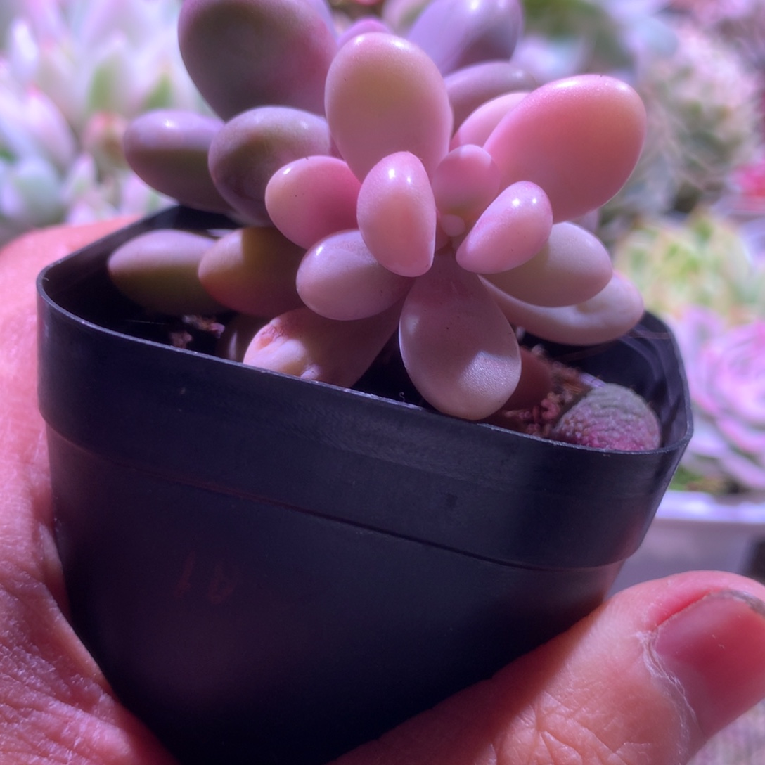 桃蛋白覆轮锦有根