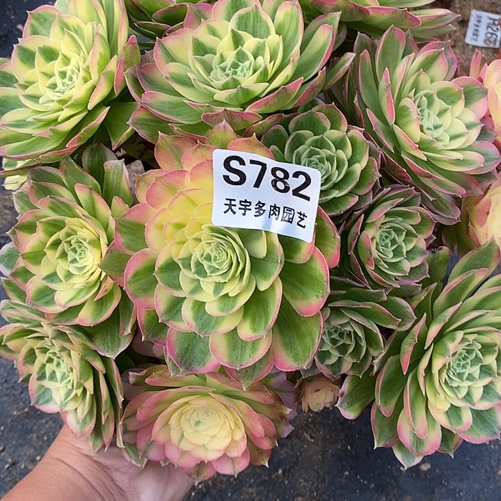 多肉植物海王782多肉