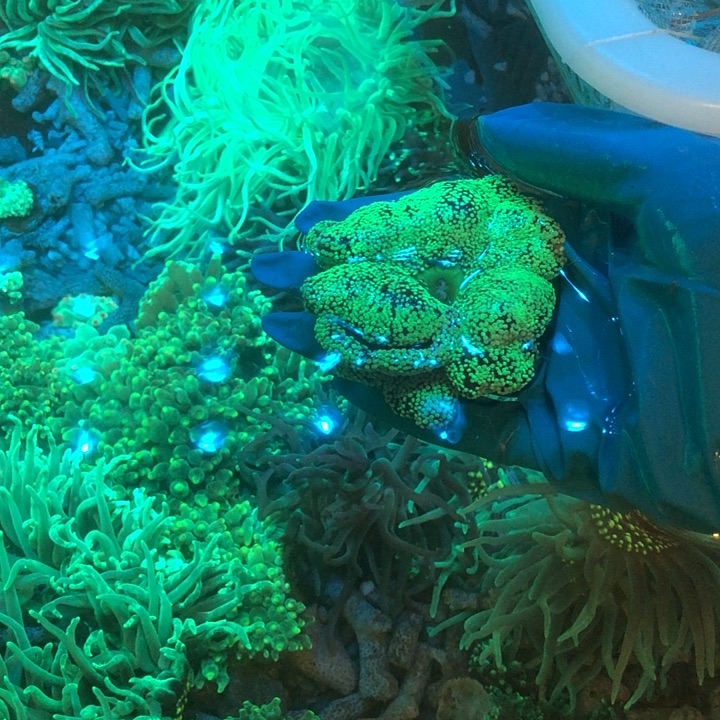 望***家纽扣珊瑚地毯111111