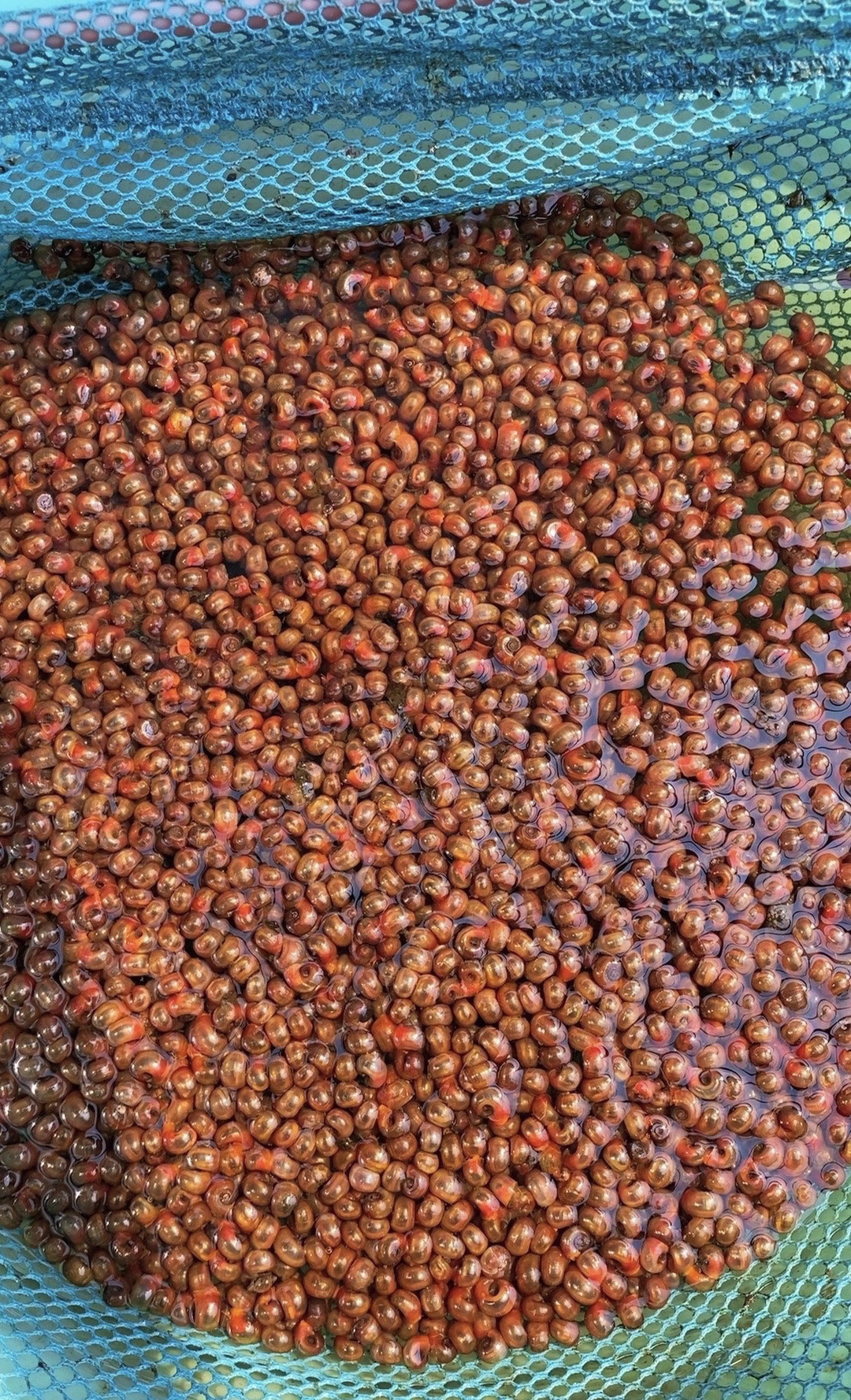 全红苹果螺，清理褐藻，河豚乌龟磨牙小零食