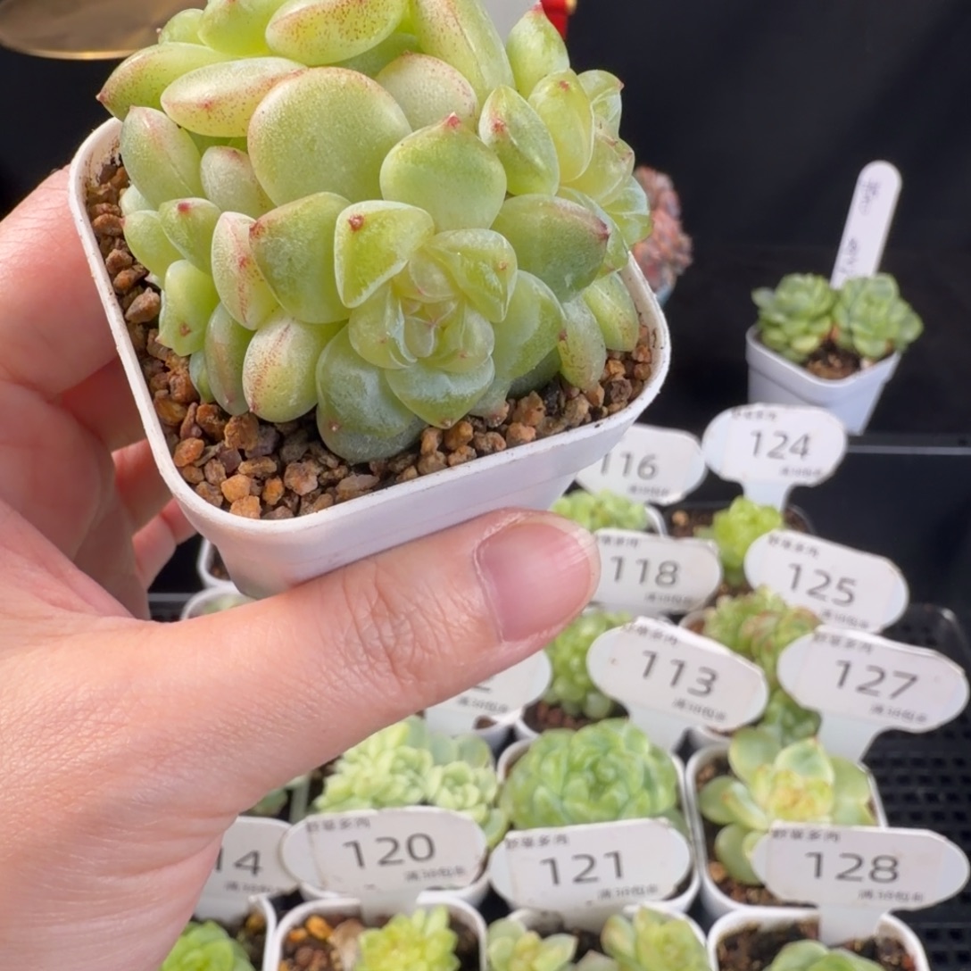 大白兔四头群131号