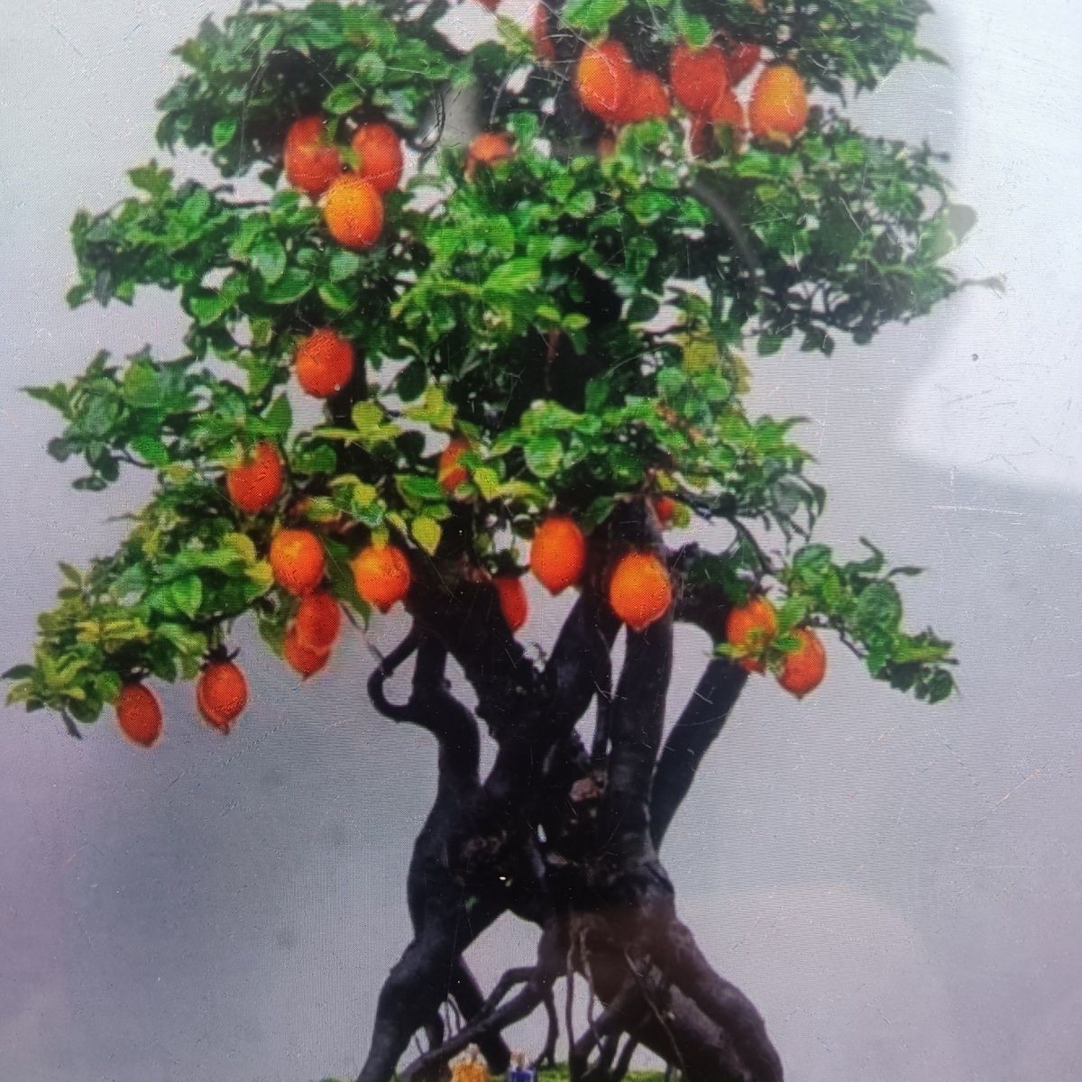 金弹子盆景，，，嫁接老庄