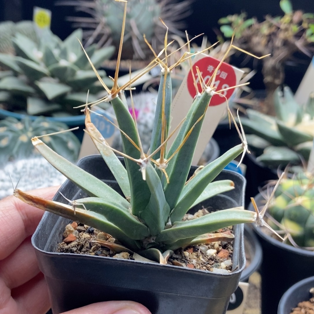 光山一棵仙人球36887