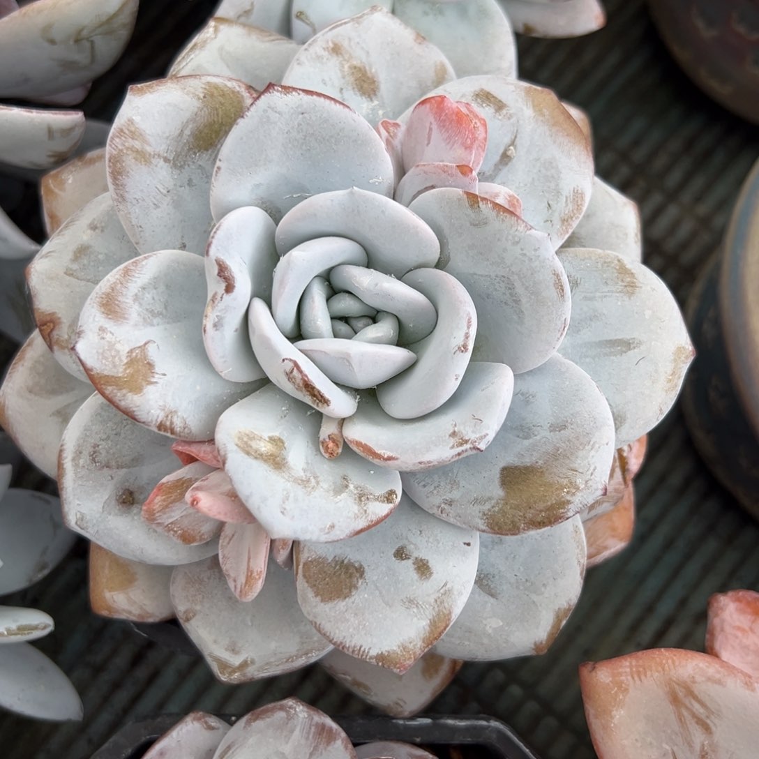 3年精控老桩雪莲