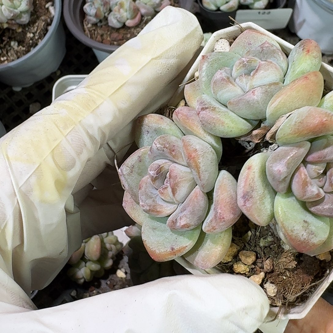 135 号到手1框～一物一拍