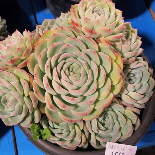 k****j粉水晶1519多肉