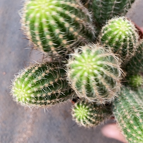 珍妮白糖白糖457889