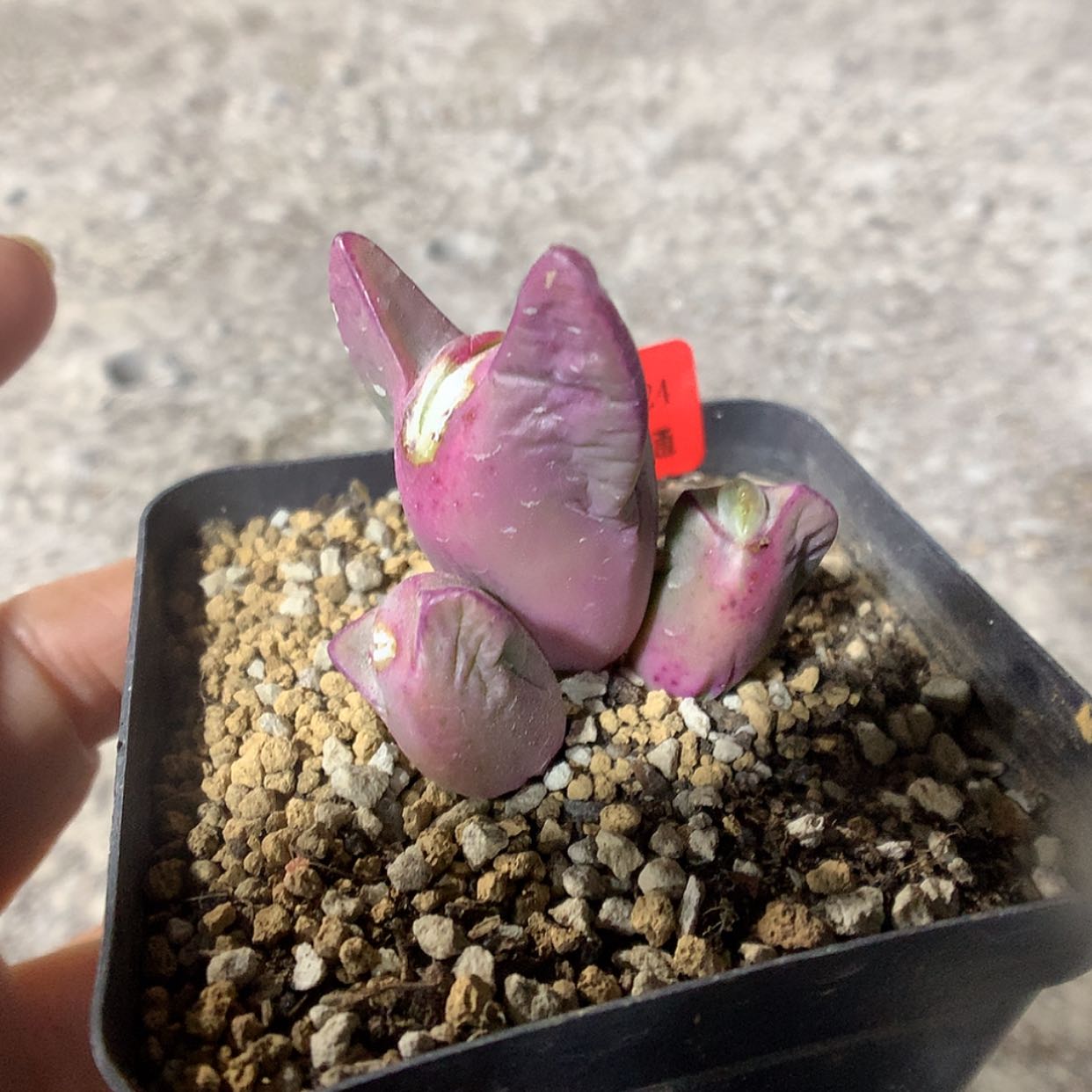 【闪购商品】3-14-24 少将一群 琵琶