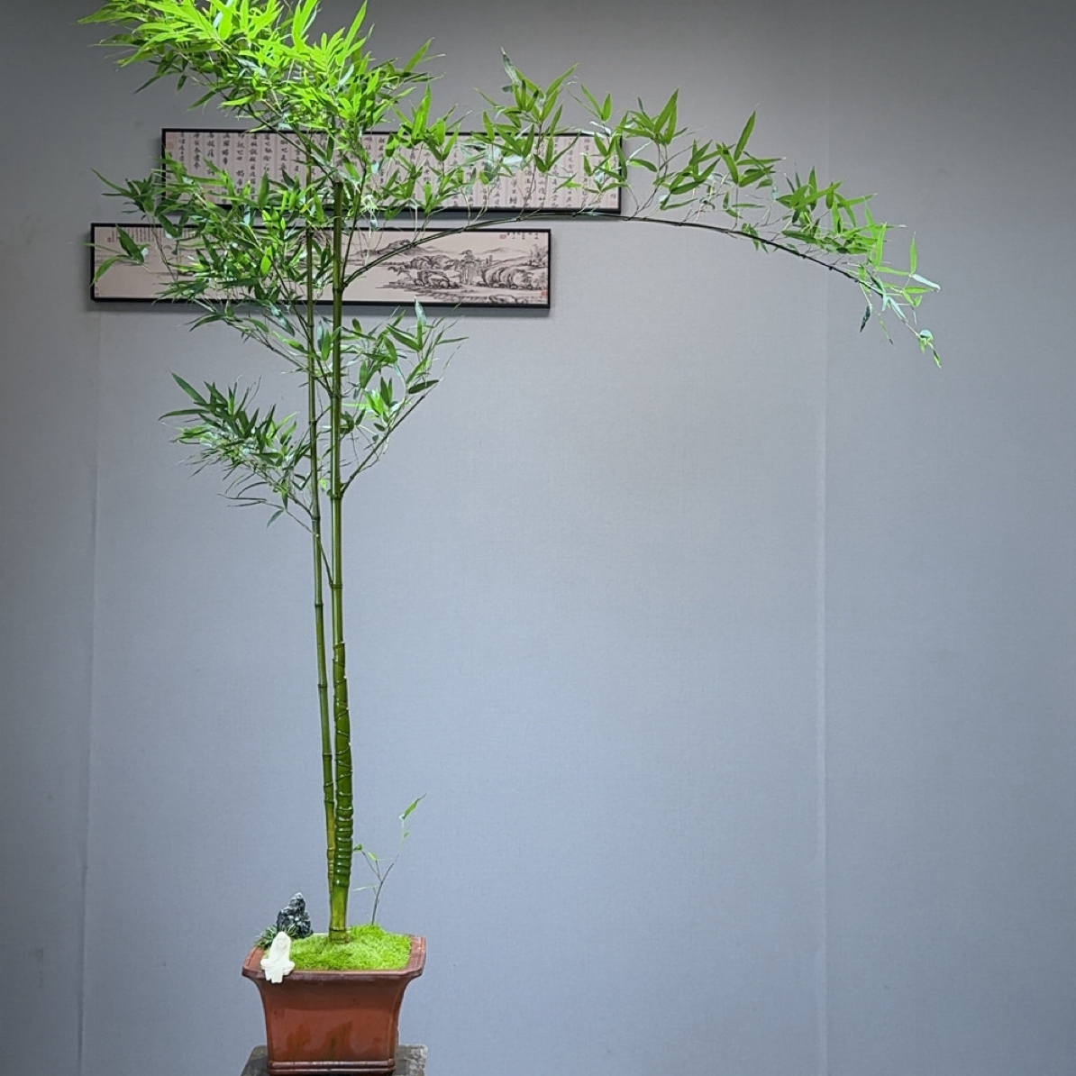 精品龙鳞竹盆景 茶室意境款竹子盆栽，3-01104款【少东家手艺盆景】