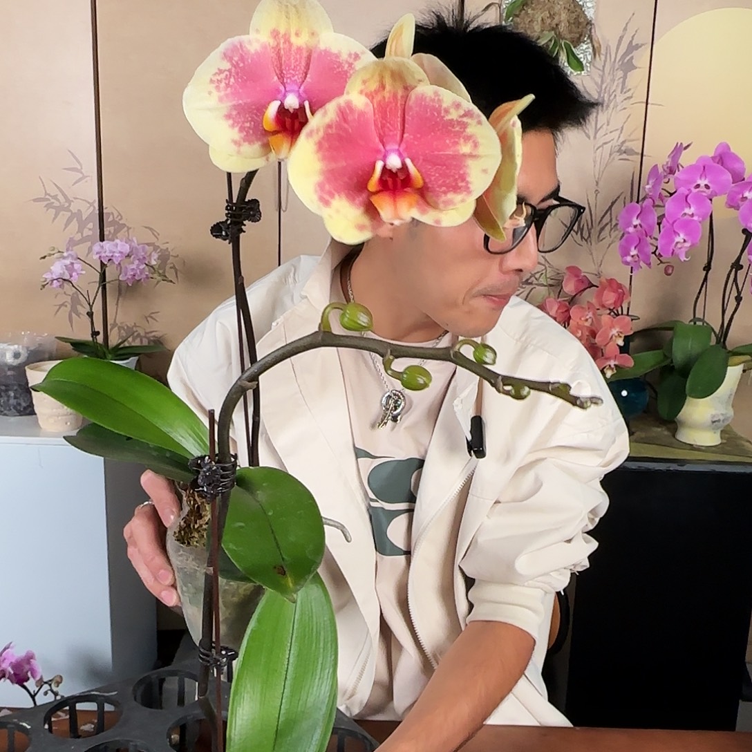 大部分花苞少量开放随机一棵/麦田/没开花