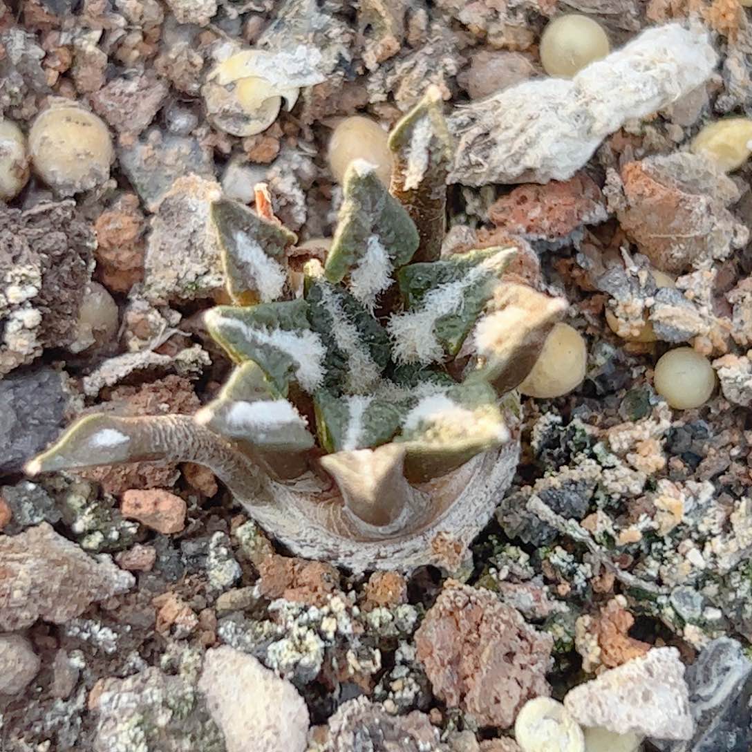 实生 黑牡丹仙人球