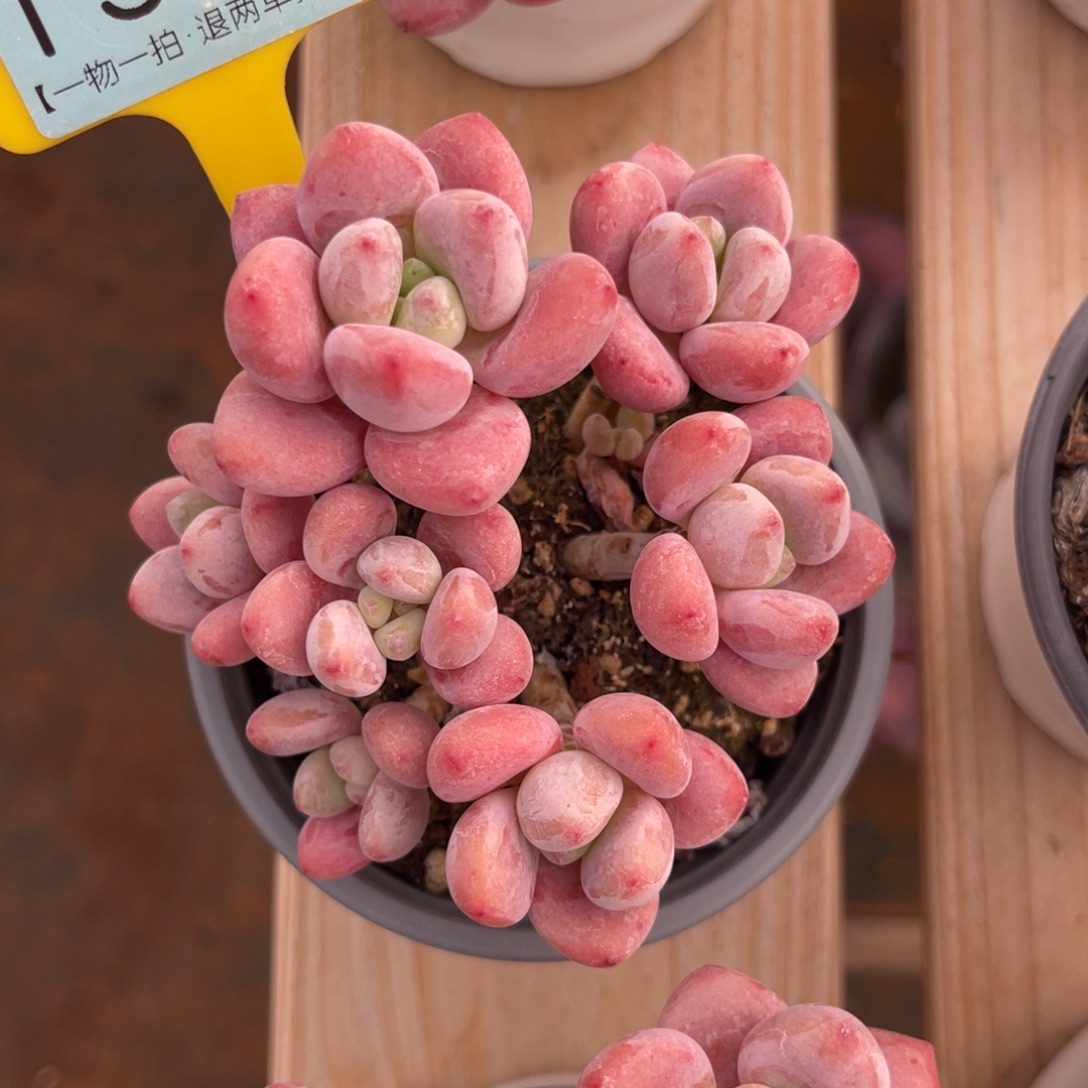 云尘多肉一物一拍1576