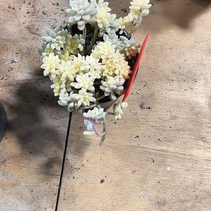 小***鼠000000000000002129