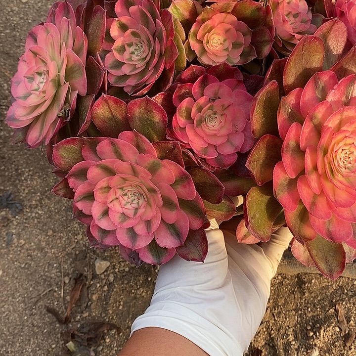 多肉植物荔枝920多肉