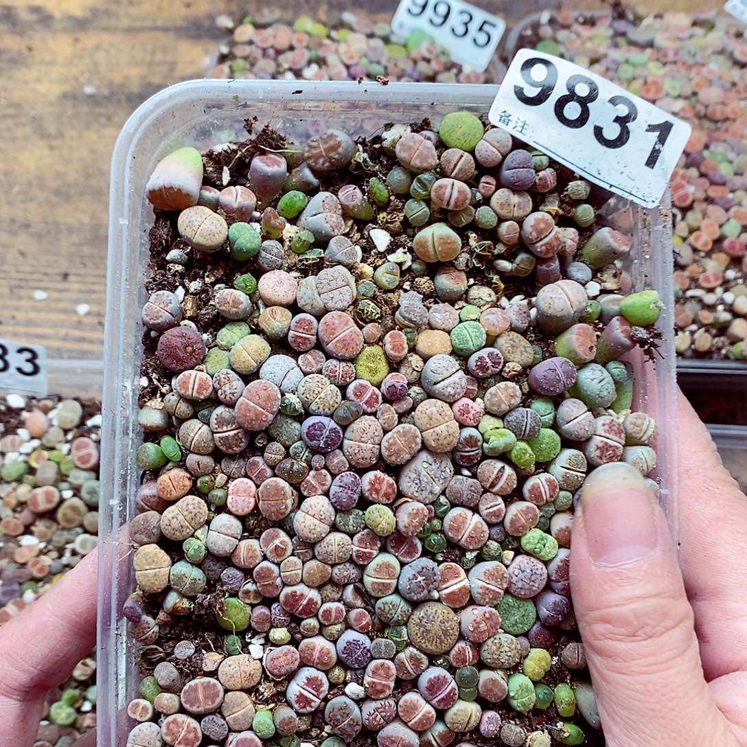 9831彩混啊啦啦啦了