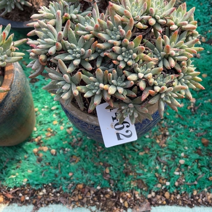 462号绿菊山东多肉植物