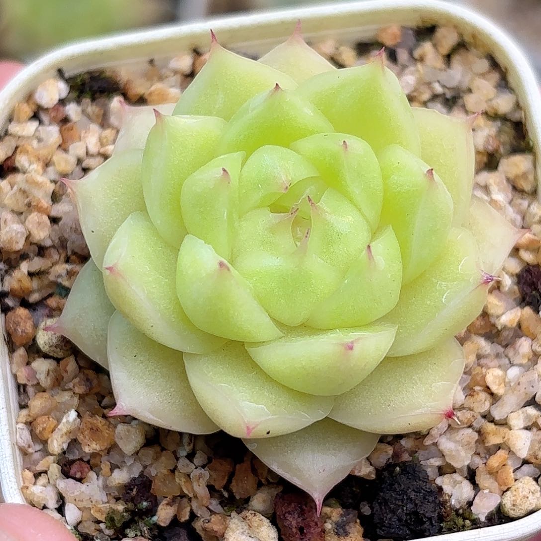 ?**Y85 脱土发 凑满12.8发货 新疆西藏内蒙不发货