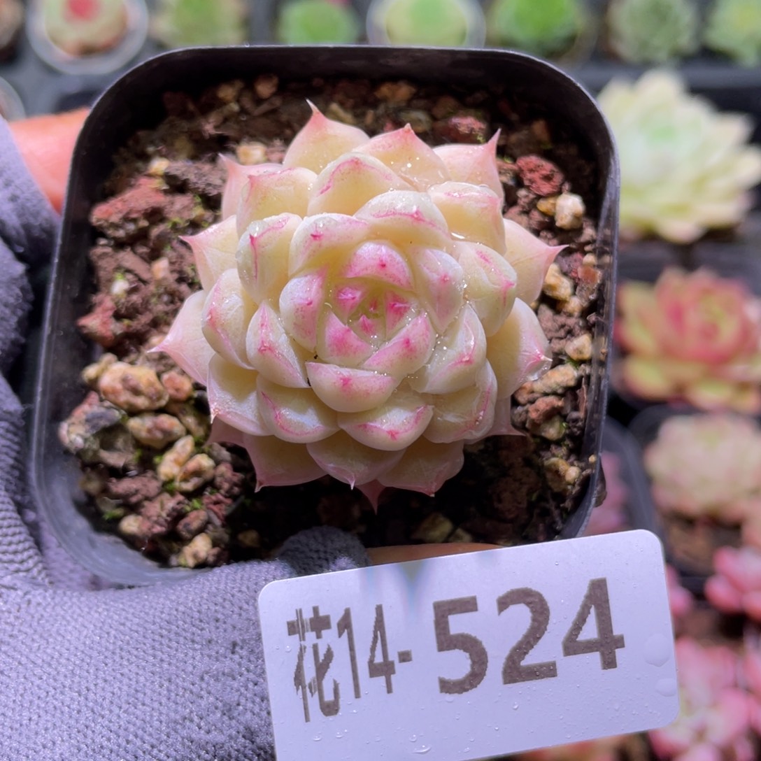 花利美14-524女王玫瑰