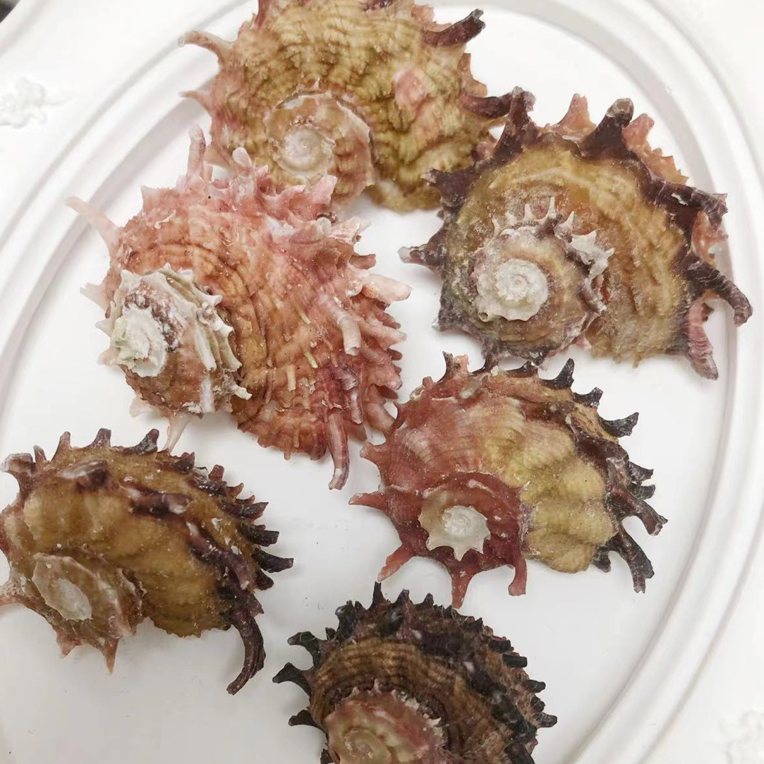 纯天然贝壳棘冠海螺，随机发仅发一个（满三十包邮）