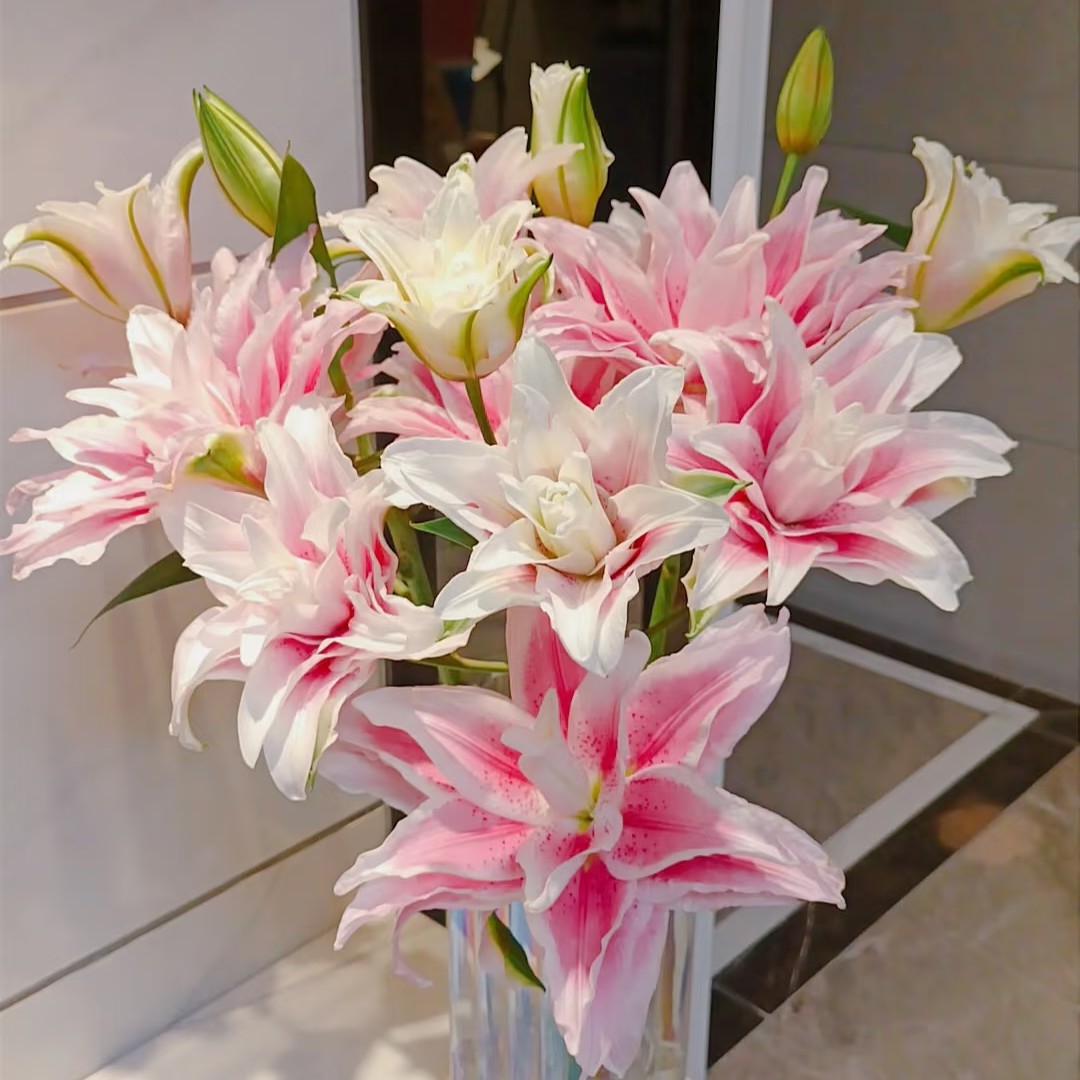 【重瓣百合】伊莎贝拉-香水百合（五只装）家用客厅装饰鲜花
