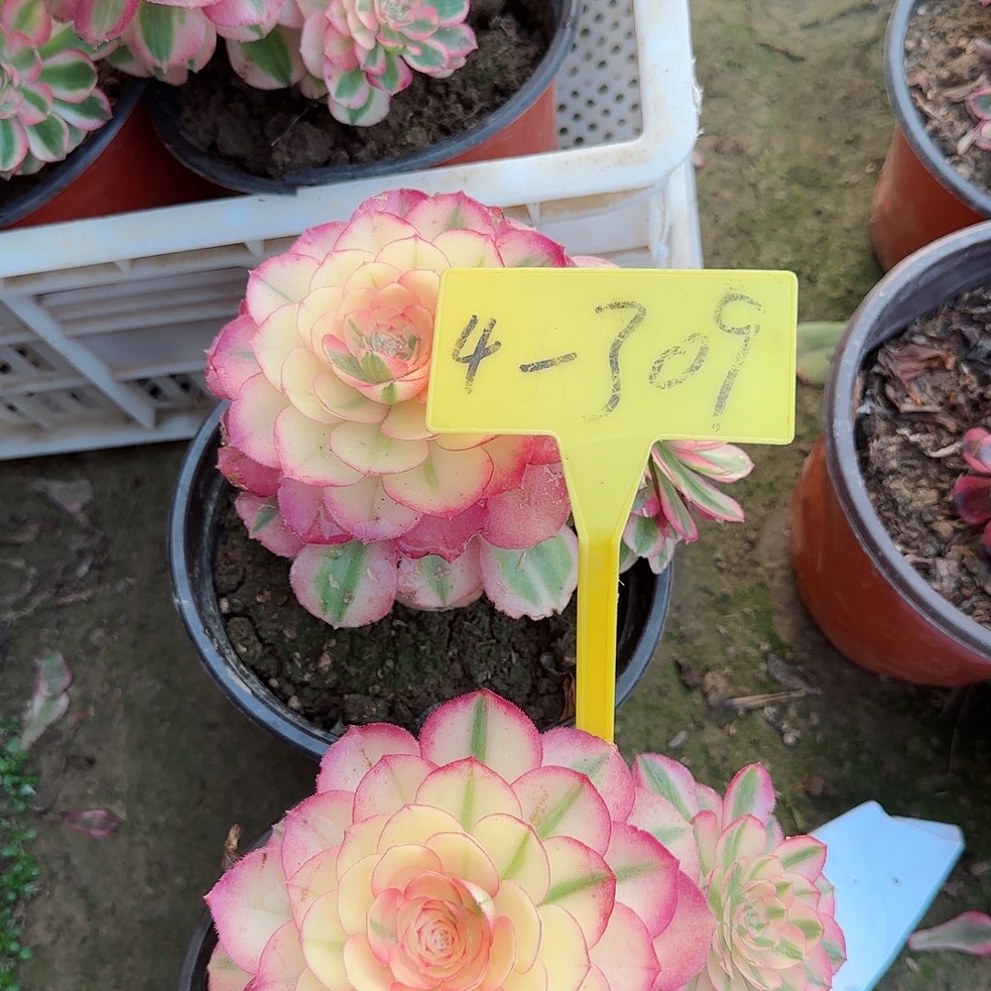 4-309+-+多多头多肉