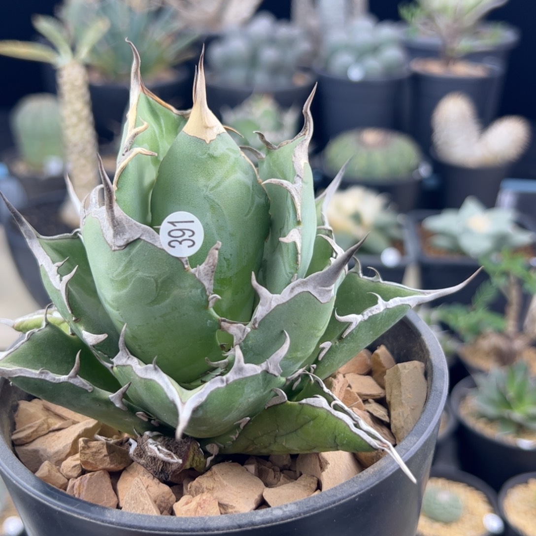 黑帝斯龙舌兰一物一拍