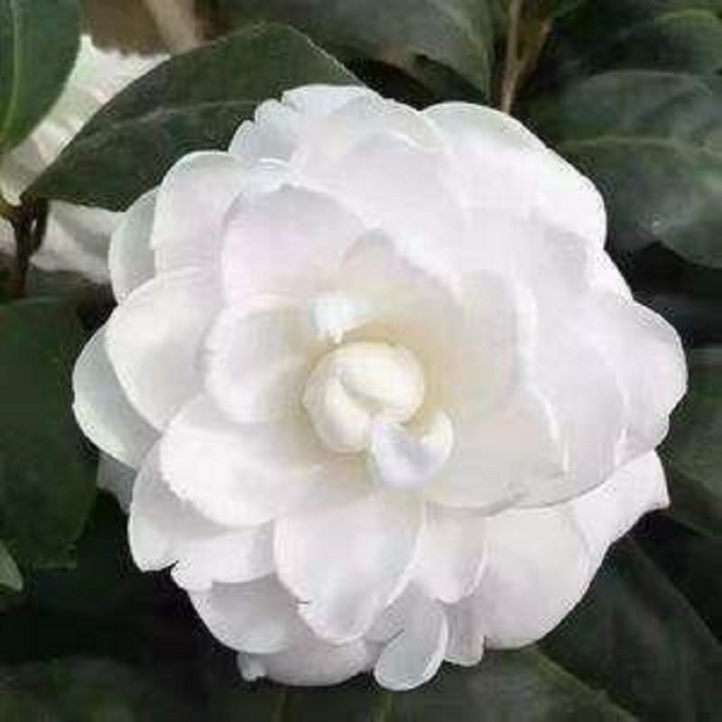 福建龙岩经典白茶东方亮山茶花