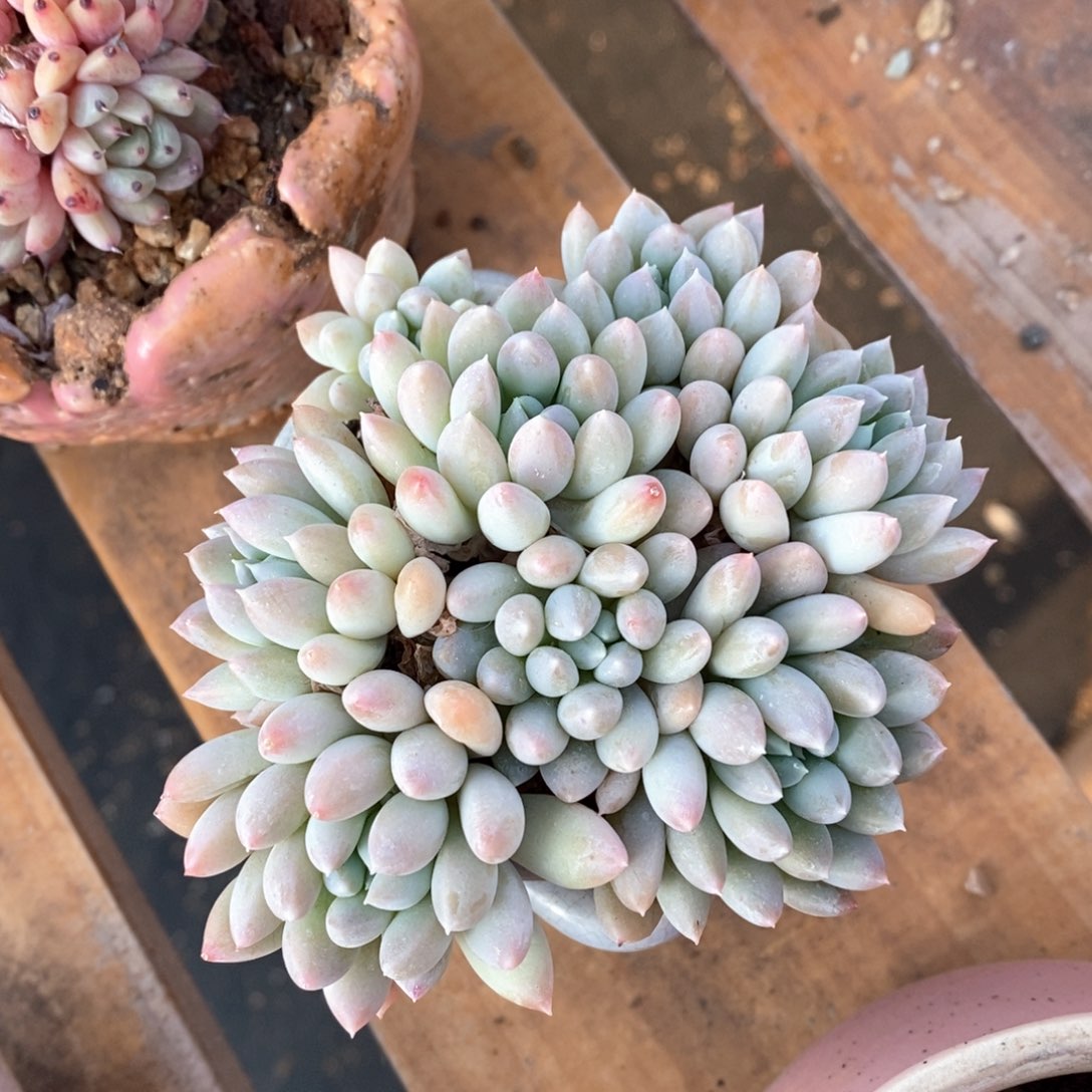 精品多肉一物一拍不包整79