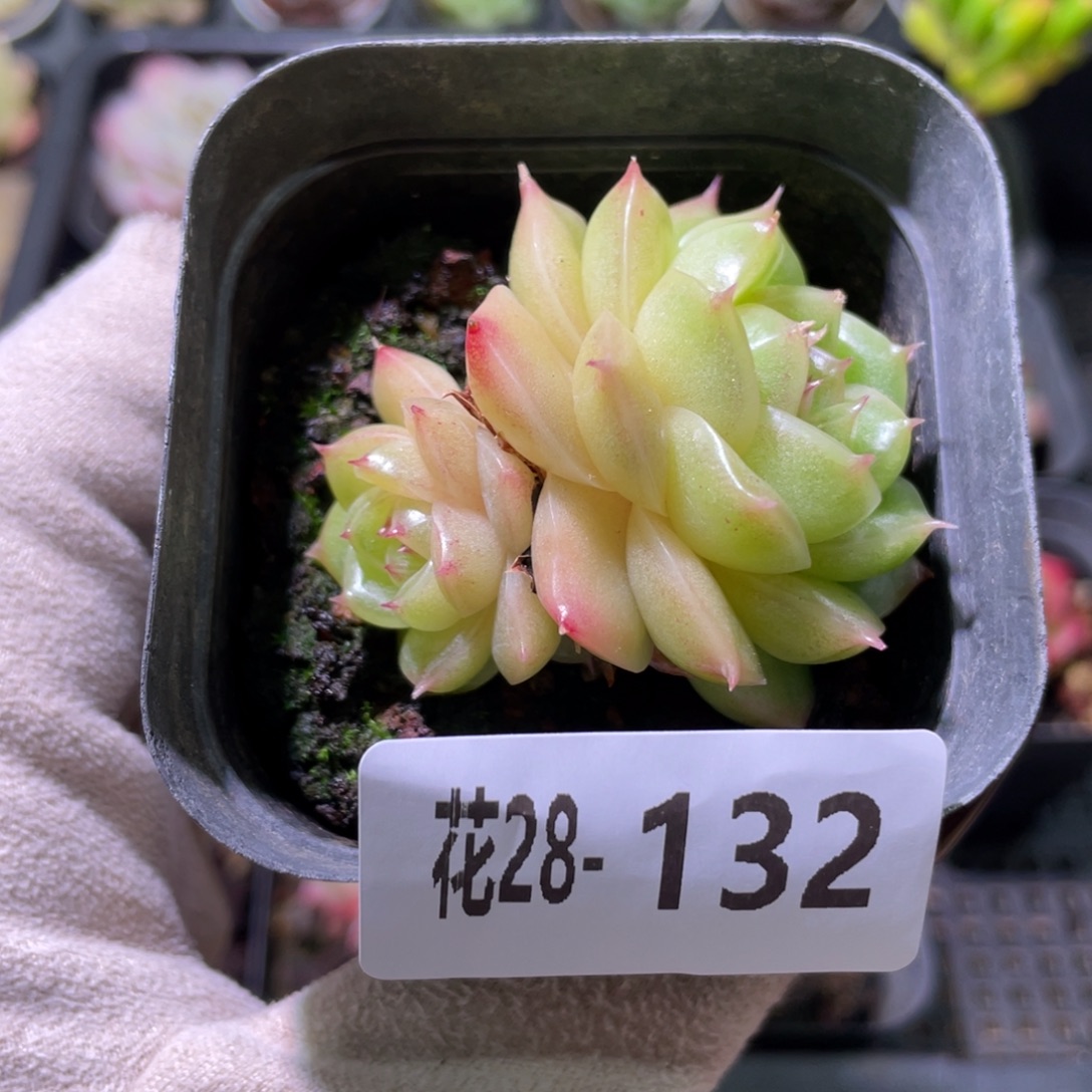 花利美28-132麦秆双头