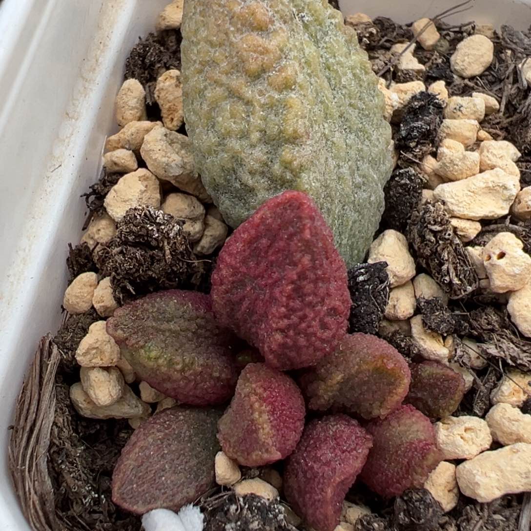 实生底叶苗多肉植物水泡