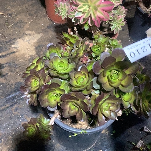 1210魅金玫瑰多肉母本处理不售后