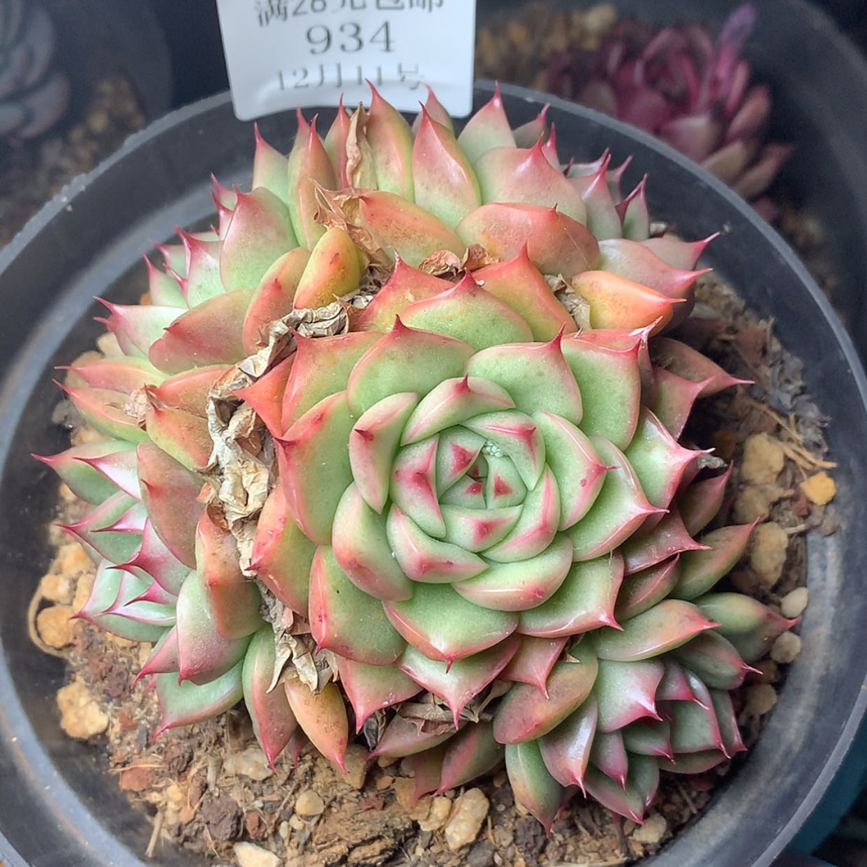 【闪购商品】云934号