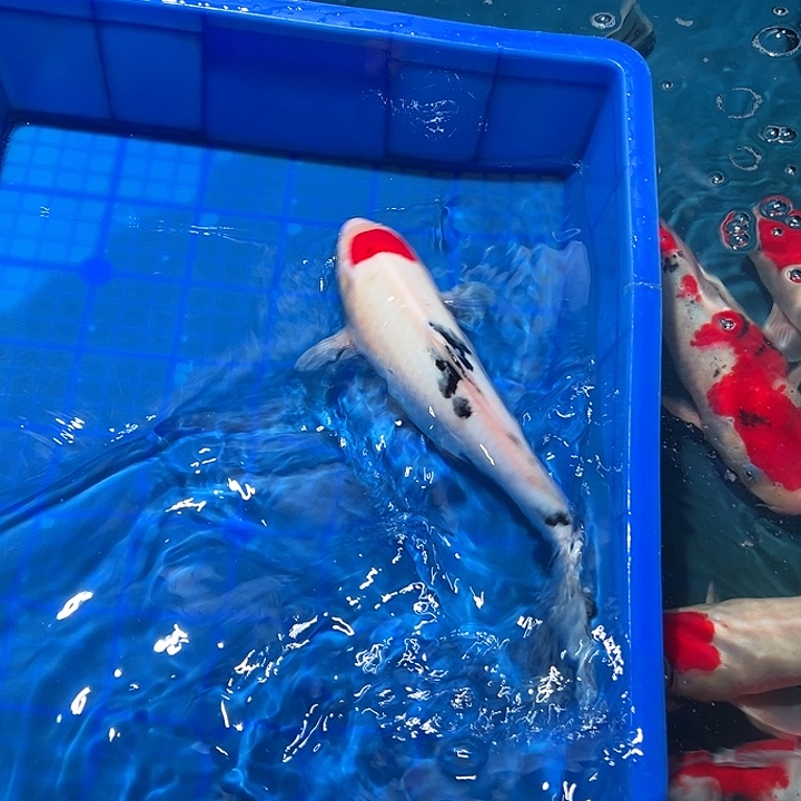 大***鱼海水鱼漂亮的锦鲤精品一尾