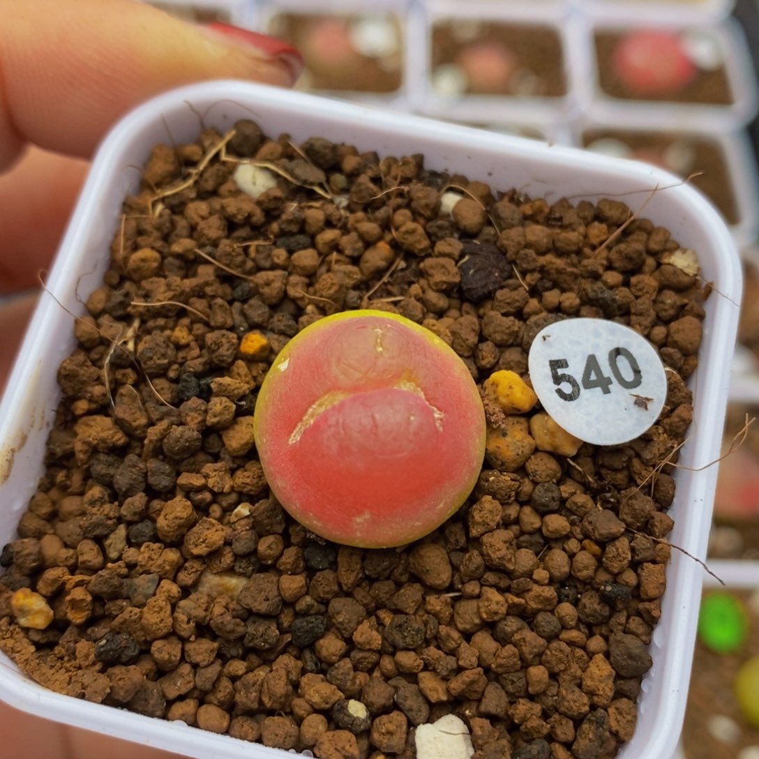 拉登1.7（疤）多肉植物