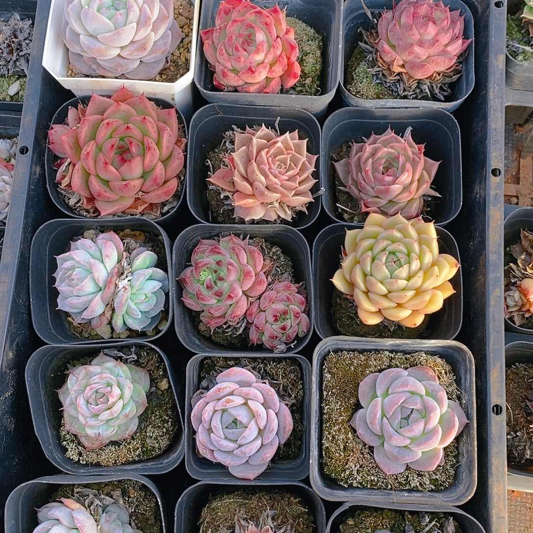 【闪购商品】云92号