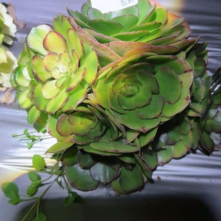 多肉法师海王七彩