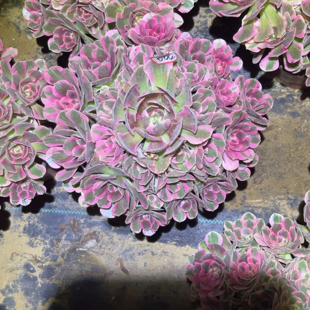 004多肉植物七彩石