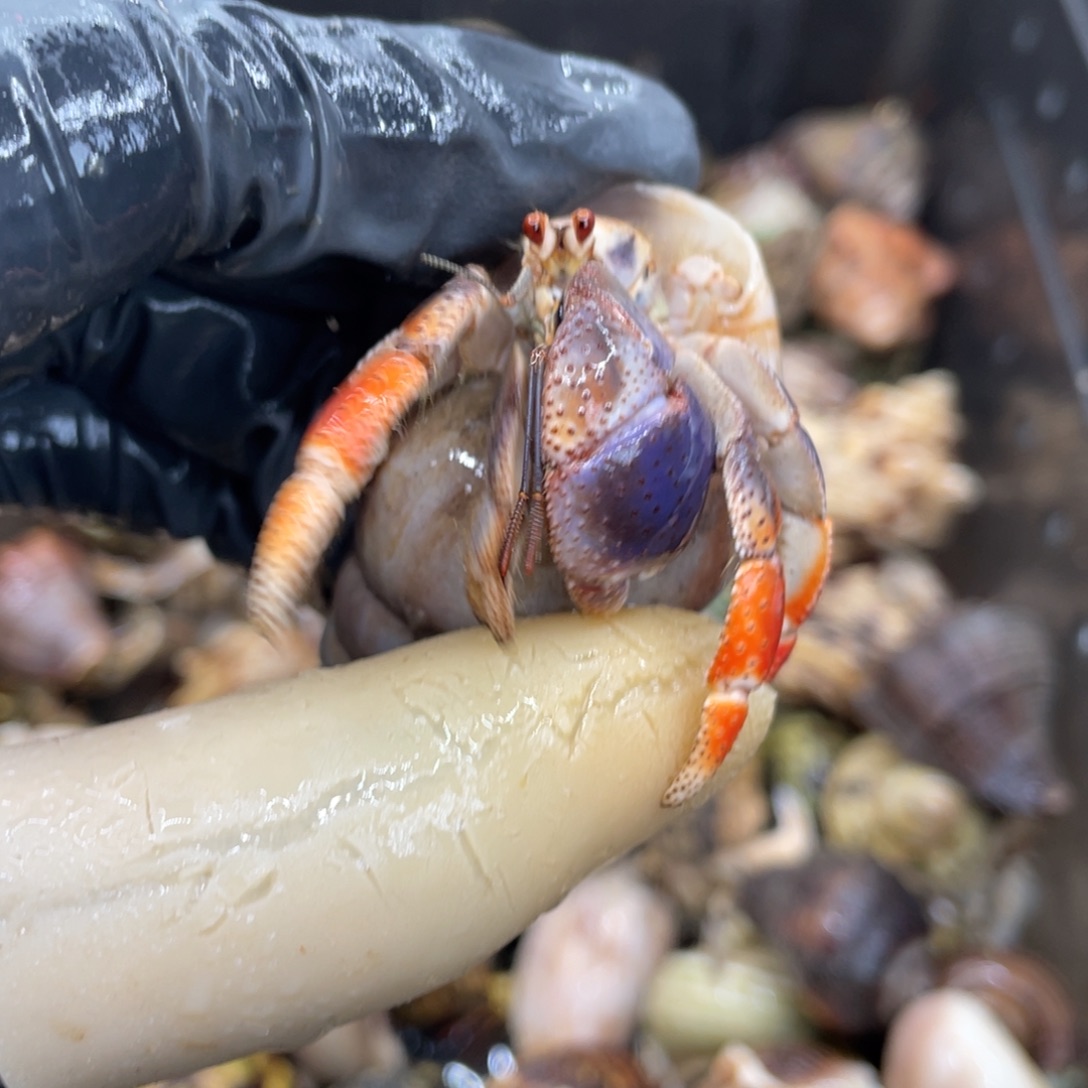 不退不换活体宠物165