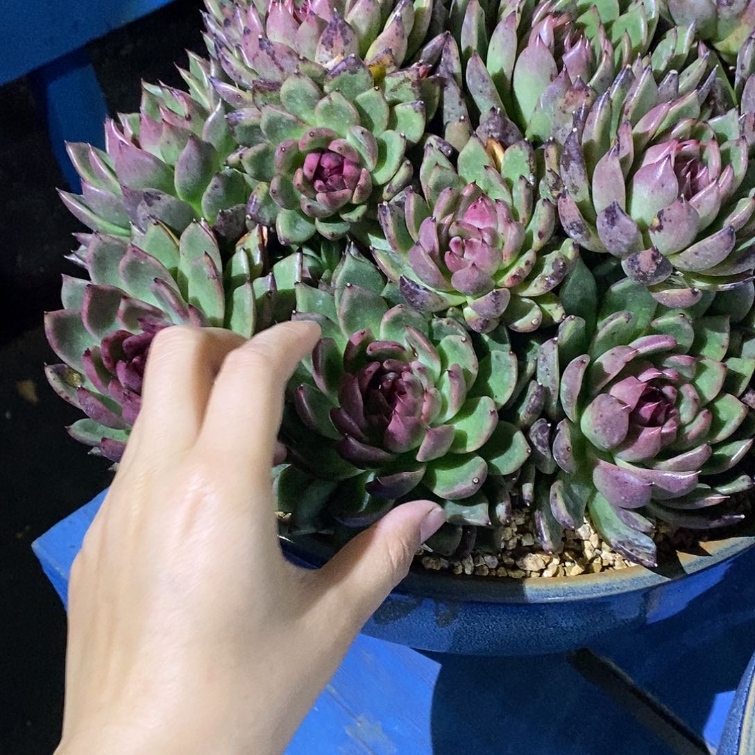 阑***院黑水晶个体多肉植物包邮到家