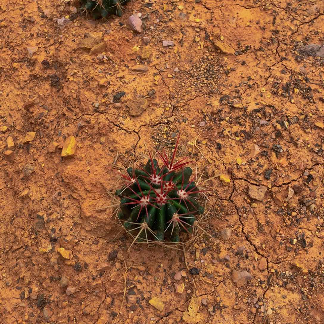 无花朵红虎仙人球小苗子7厘米