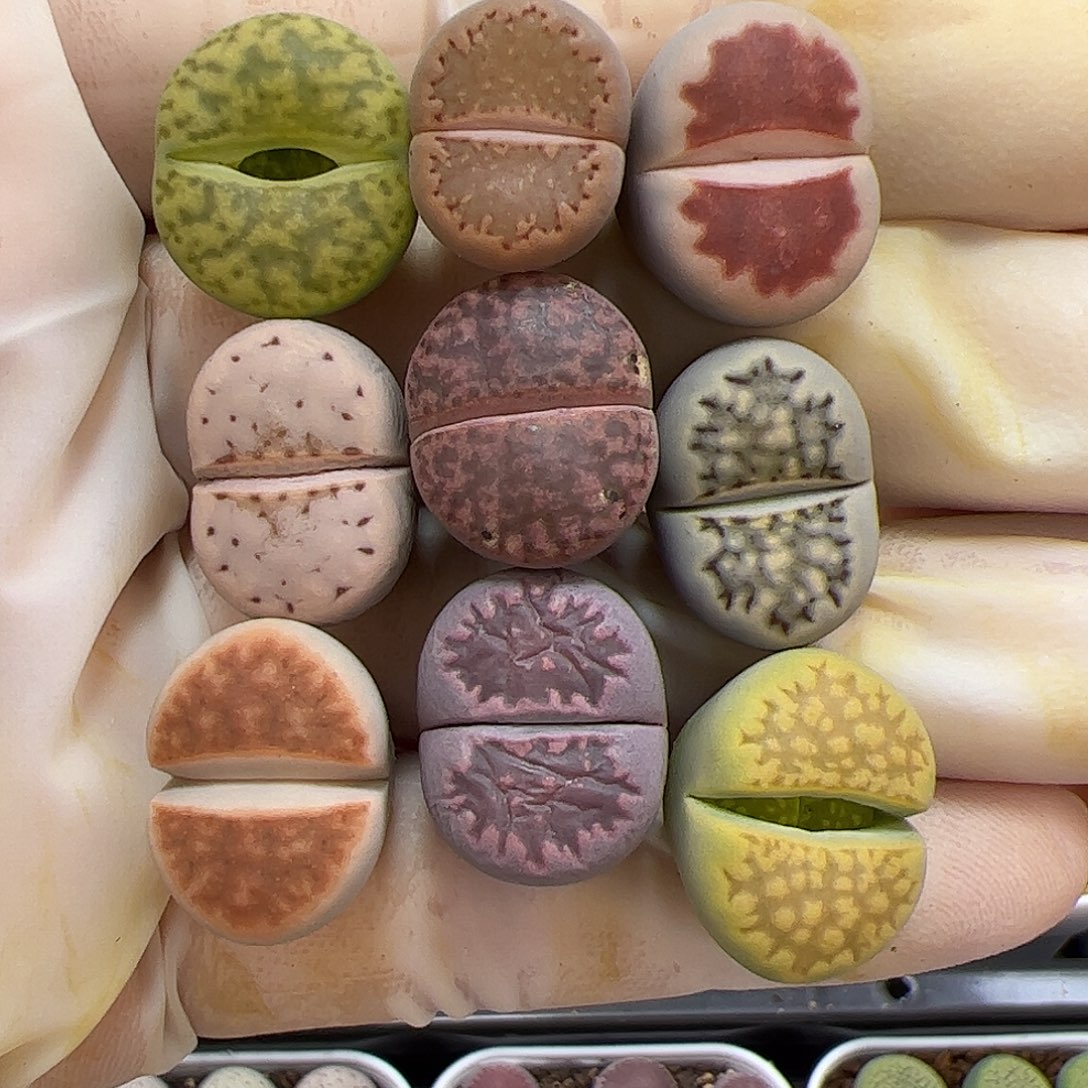 生石花多肉彩拼9棵