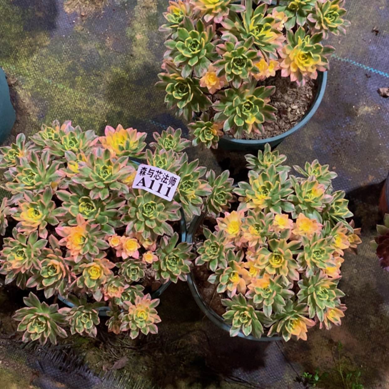 【闪购商品】111甜茶