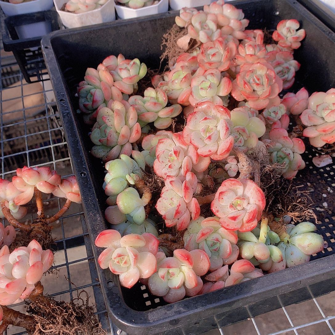 两颗香草碧斯捡漏35677个小男孩把9