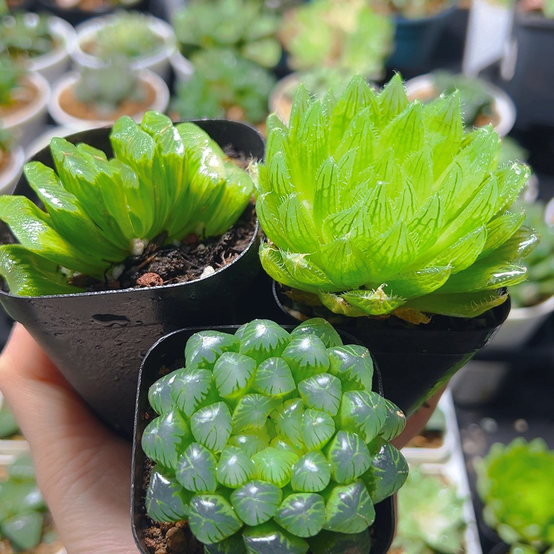 玉扇-樱水晶+绿宝石玉露