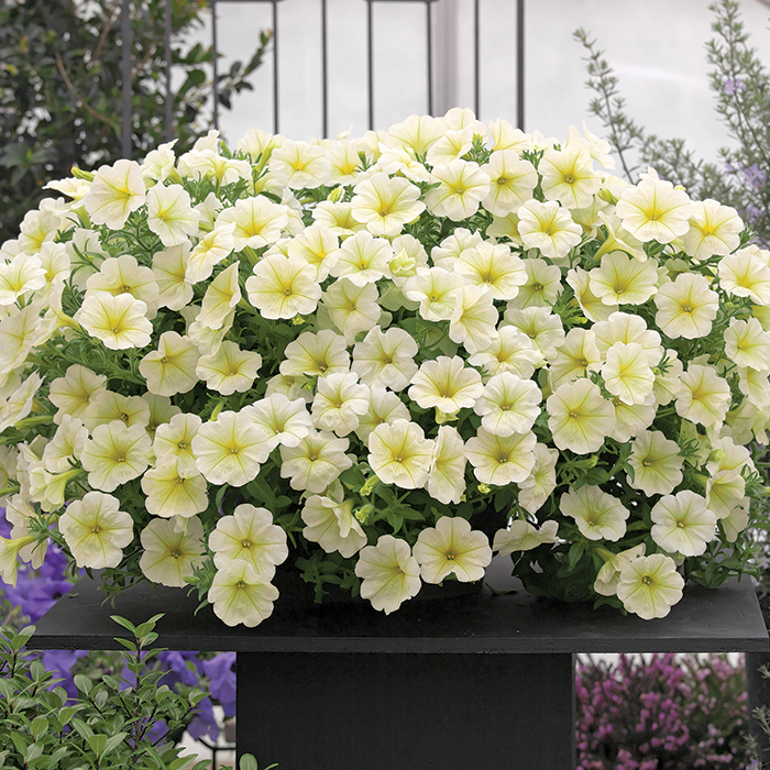 逸棵|【明云的花园专属】2株垂吊矮牵牛美声花苗四季种阳台庭院盆栽