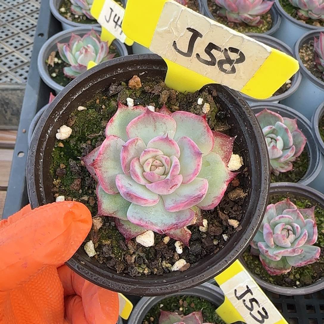 妄*J58惊鸿单头多肉