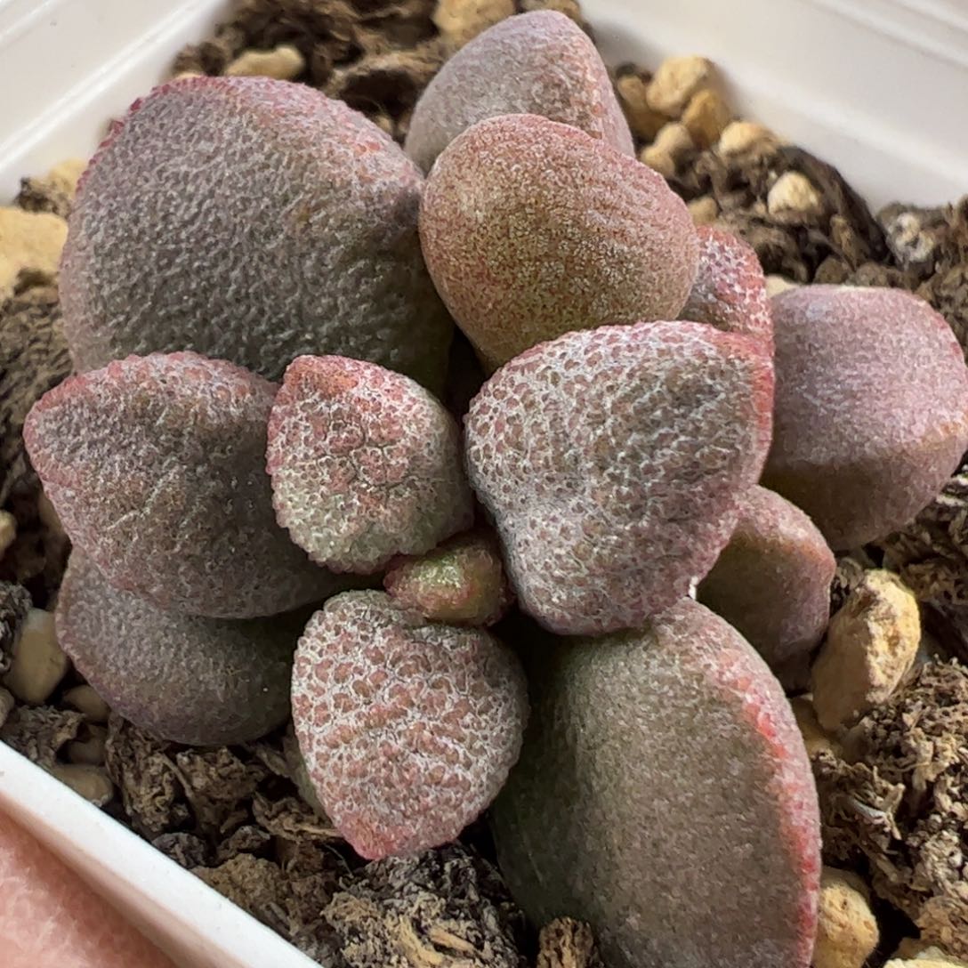 实生新品多肉植物水泡