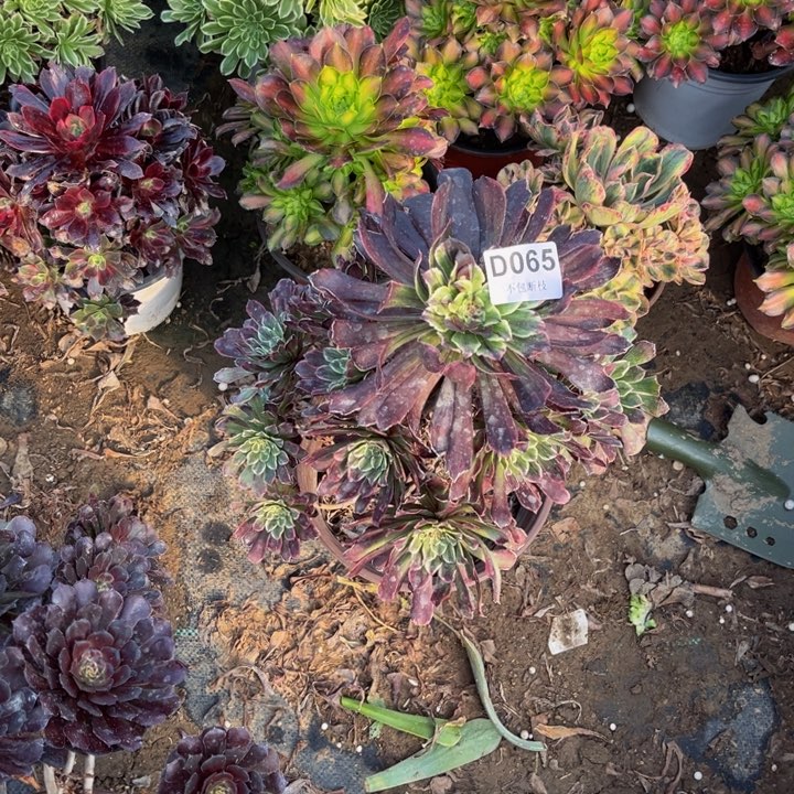 065粉墨多肉法师不包断枝