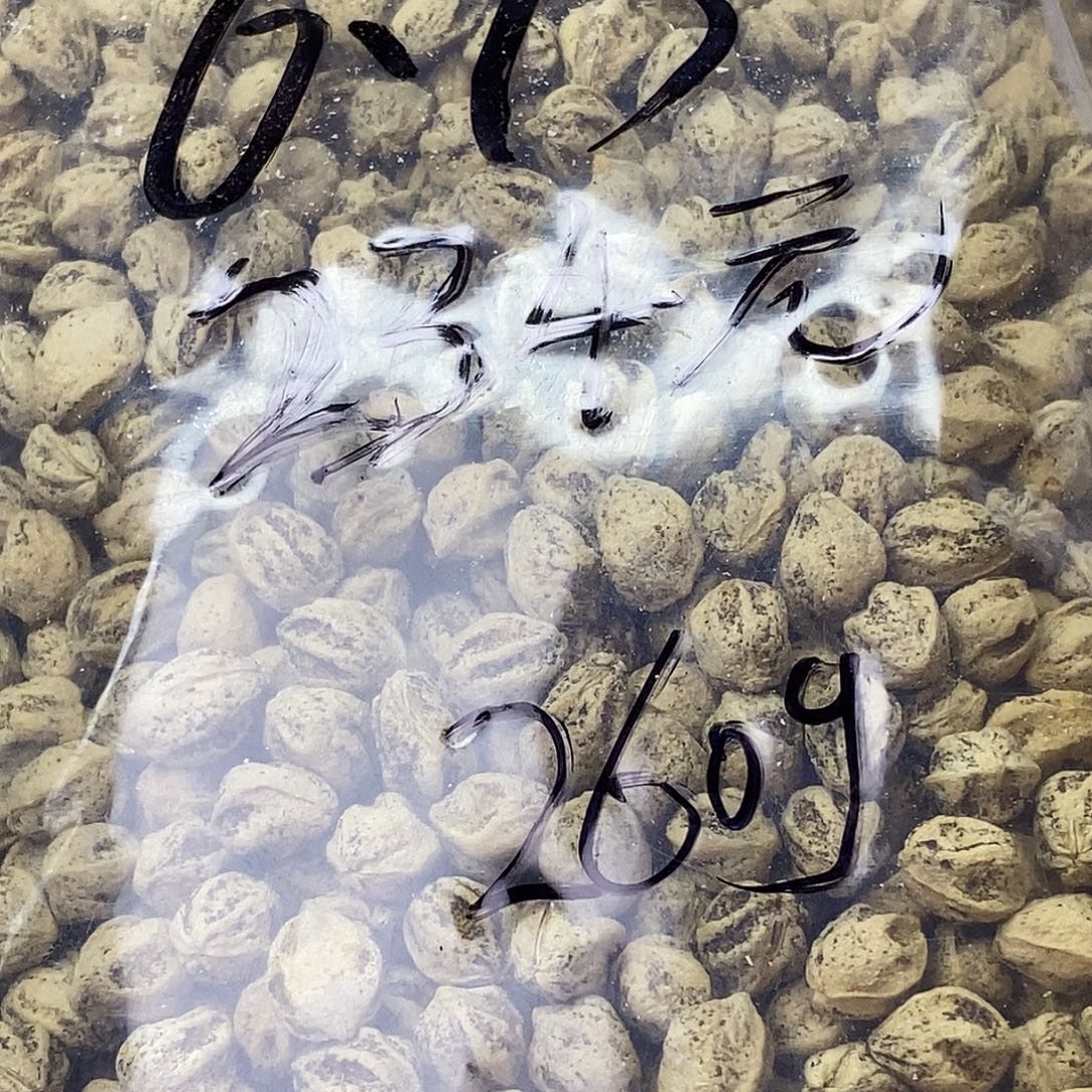 盛***忆吊坠柏香籽/百香籽
